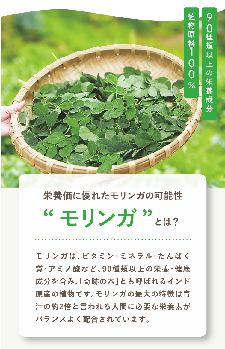 栄養価に優れたモリンガの可能性モリンガとは？